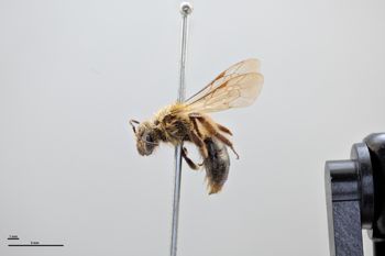 Media type: image;   Entomology 771589 Aspect: habitus lateral view